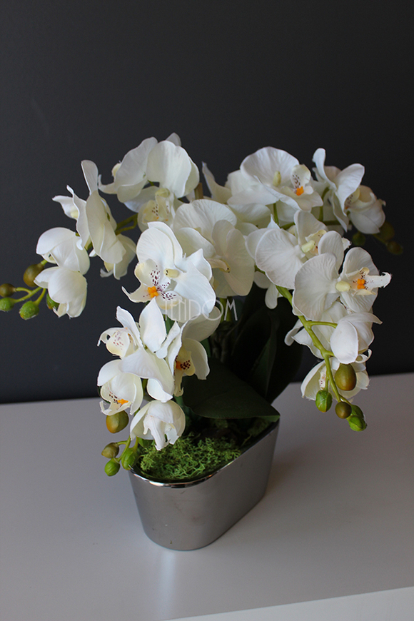 storczyk Mini Silver w minimalistycznej donicy, wys.30cm