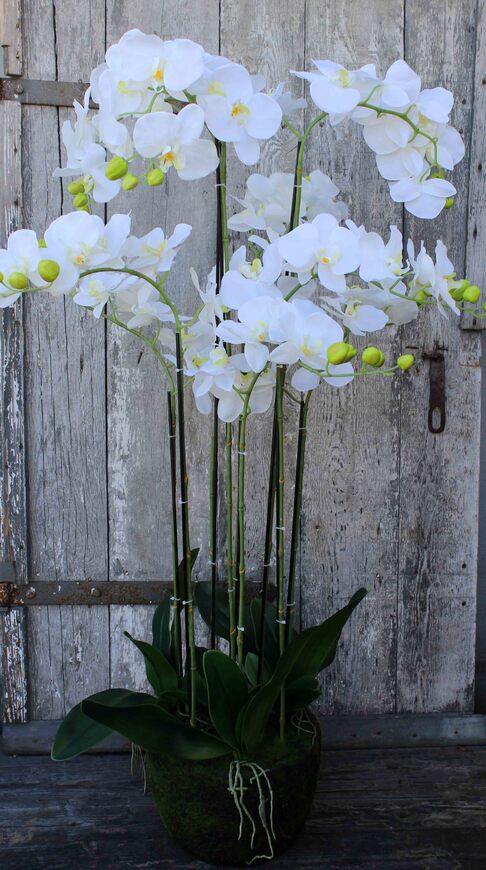 Andaluzja A storczyk sztuczny - wkład do donicy, wys.120cm