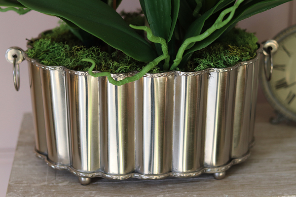 Selinia, niesamowity storczyk w cynowanej donicy, wys.55cm