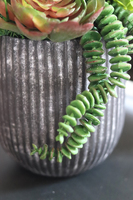 atrakcyjna kompozycja sukulenty Monterra, wys.37cm