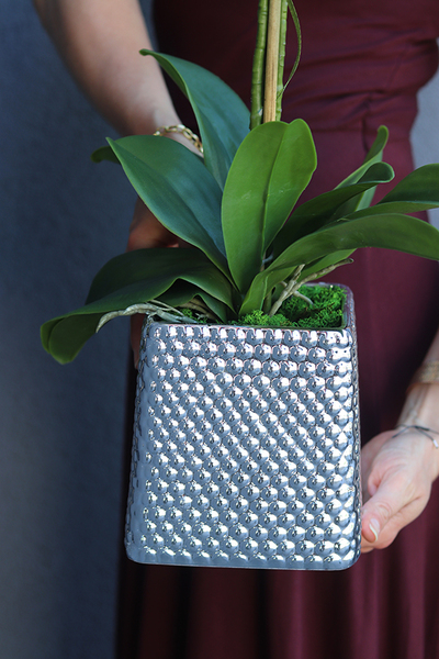 Silver Tenno, storczyk w srebrnej donicy o oryginalnej fakturze, wys.62cm 