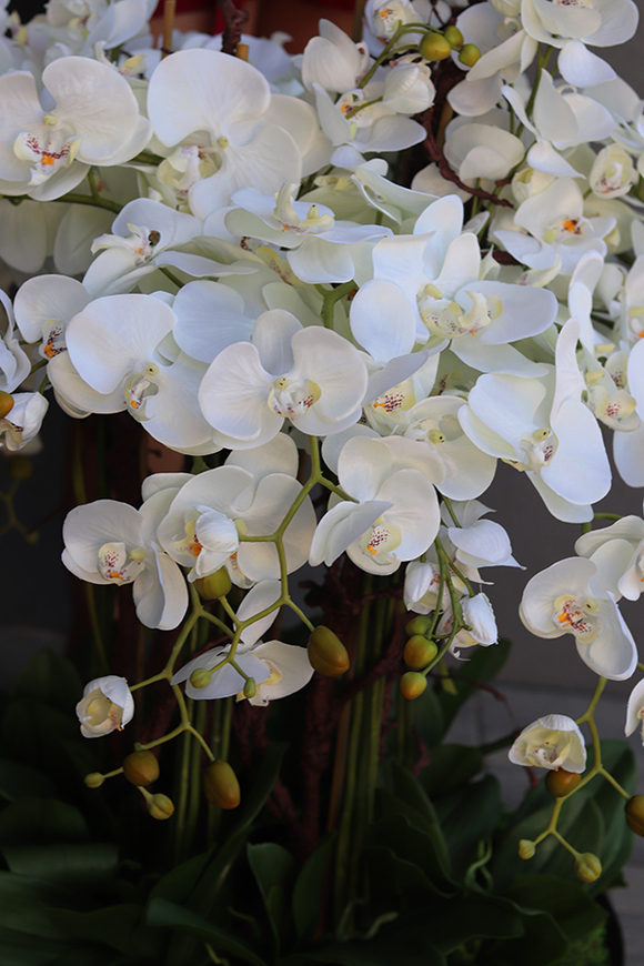 bardzo duży storczyk, Fire Grande Premioso, wys.80cm