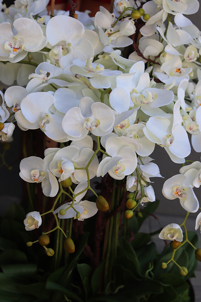 bardzo duży storczyk, Fire Grande Premioso, wys.80cm