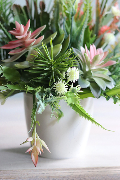 Albertina Design 2, kompozycja z sukulentami, wym.36x30cm