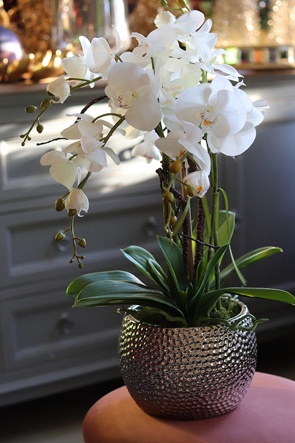 Galenna White, storczyk w srebrnej donicy glamour, wys.54cm 