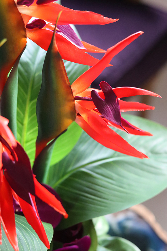 kompozycja ze strelicją i orchideą, Derosa wys.53cm