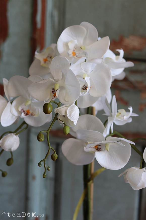 biały storczyk w ceramicznej donicy, Similareta wys.56cm