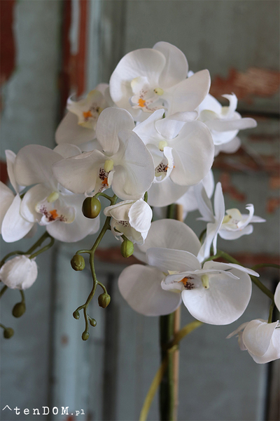 biały storczyk w ceramicznej donicy, Similareta wys.56cm