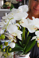 storczyk Biały w biało-srebrnej donicy, wys.55cm