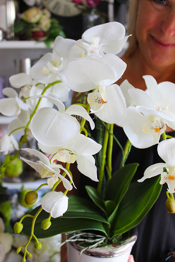 storczyk Biały w biało-srebrnej donicy, wys.55cm