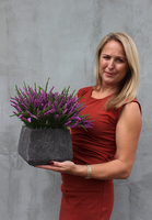 Wrzosy, kompozycja kwiatowa w ceramicznej kwadratowej donicy, wys.33cm   