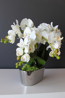 storczyk Mini Silver w minimalistycznej donicy, wys.30cm