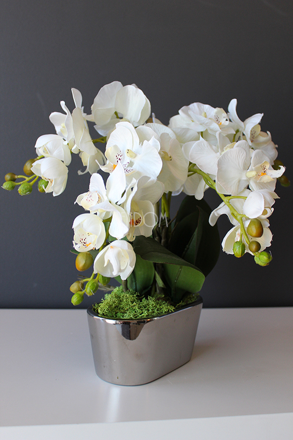 storczyk Mini Silver w minimalistycznej donicy, wys.30cm