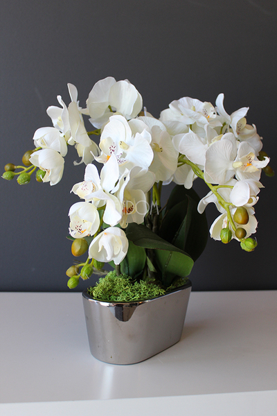 storczyk Mini Silver w minimalistycznej donicy, wys.30cm