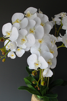 biały storczyk Wood w nowoczesnej, drewnianej donicy wys.90cm