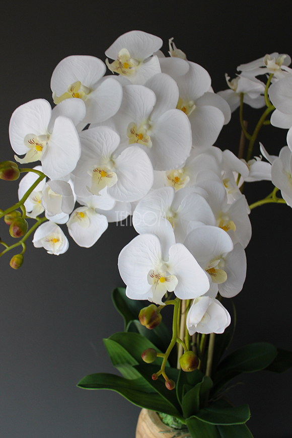 biały storczyk Wood w nowoczesnej, drewnianej donicy wys.90cm