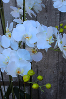 Andaluzja A storczyk sztuczny - wkład do donicy, wys.120cm