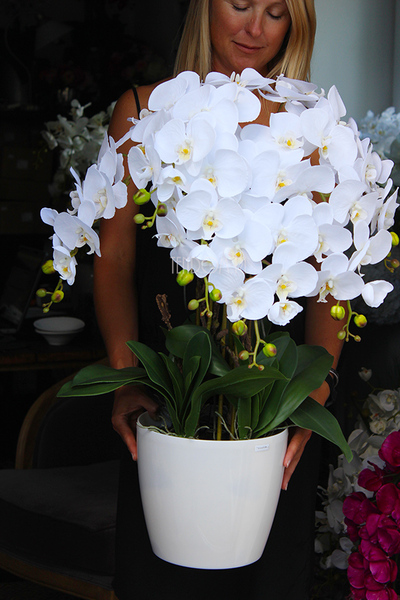 obfity storczyk Verbena w białej donicy, wys.80cm