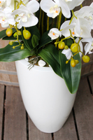 bardzo duży storczyk White Grande w donicy, wys.120cm