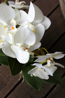 storczyk Renato w rustykalnej donicy w kolorze ecru, wys. ok. 50cm