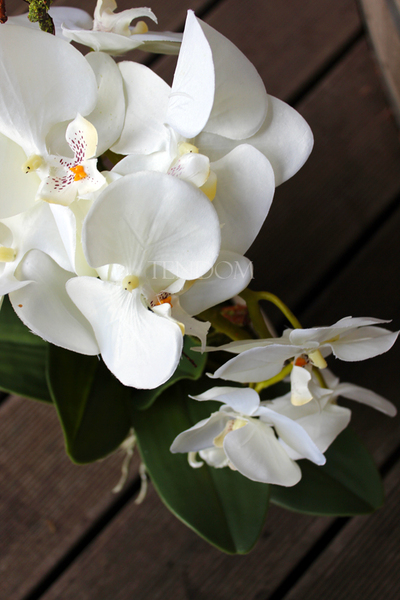 storczyk Renato w rustykalnej donicy w kolorze ecru, wys. ok. 50cm