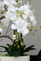 Exclusive Italy duży storczyk w eleganckiej donicy wys.87cm