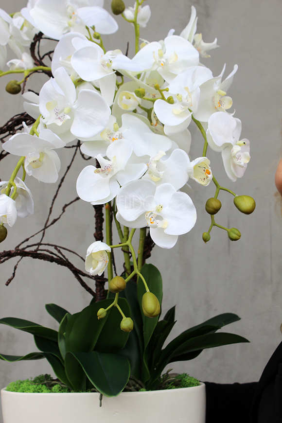 Exclusive Italy duży storczyk w eleganckiej donicy wys.87cm