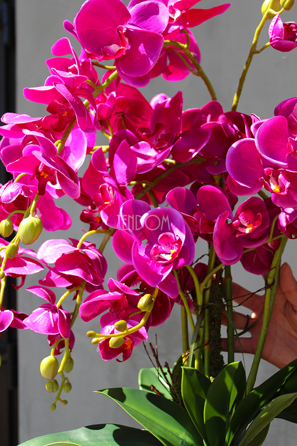 Glamour Fuksja, storczyk w białej podłużnej donicy, wys.65cm