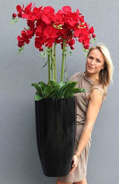 Grande Fiberglass Extra Czerwień, efektowny storczyk w czarnej donicy z fiberglass (połysk), wys.135cm 