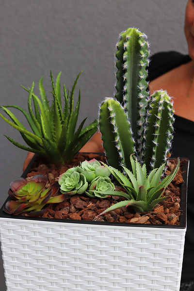 Minora, kompozycja z kaktusem w białej donicy, wys.85cm