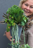 komplet Sukulentów Grey, 2 szt, wys.27cm