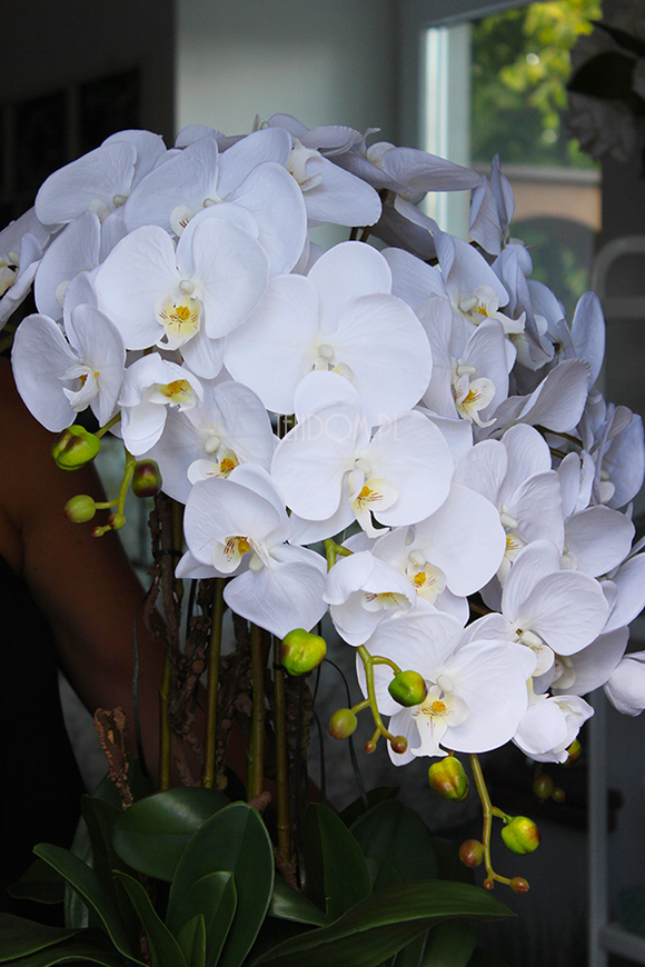 obfity storczyk Verbena w białej donicy, wys.80cm