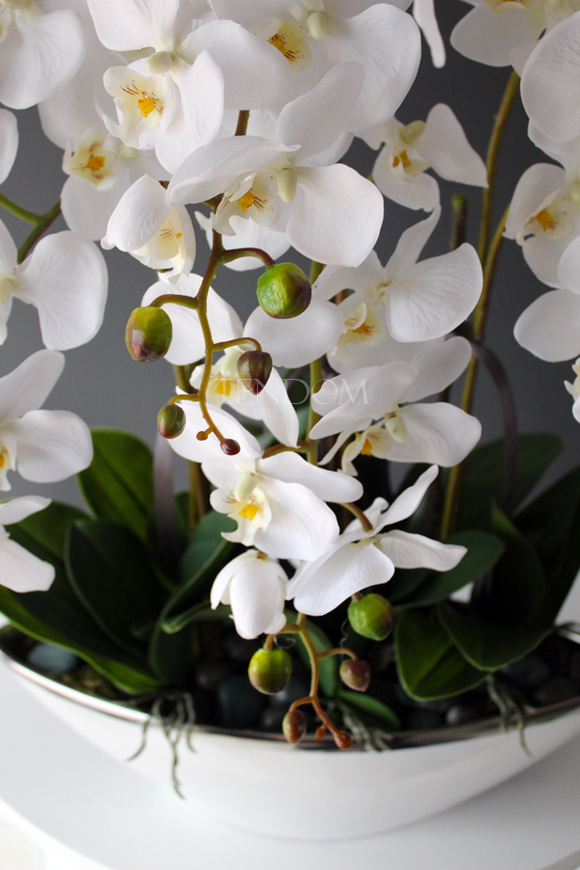 storczyk Laos Big Exclusive w białej donicy ze srebrnym rantem, wys.65cm