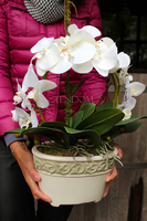 storczyk Renato w rustykalnej donicy w kolorze ecru, wys. ok. 50cm