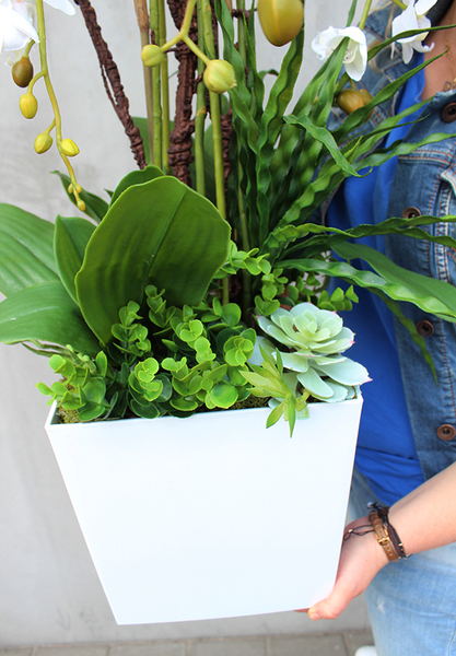 duży storczyk Mediolan Simple Grande w białej donicy z sukulentami, wys.90cm