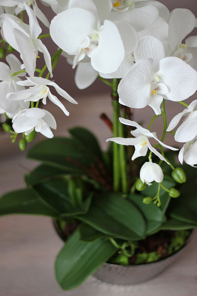 Liwona, storczyk w srebrnej ceramicznej donicy Glamour, wys.50cm