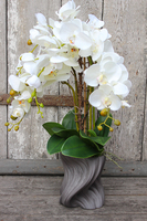 storczyk Fala w szarej donicy, wys.58cm 