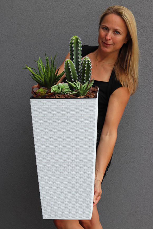 Minora, kompozycja z kaktusem w białej donicy, wys.85cm