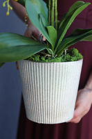 Kemina, stylowy storczyk w perłowo - złotej donicy, wys.60cm