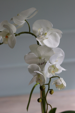 Conrado A, storczyk w stretchu do obsadzenia, wys.65cm 