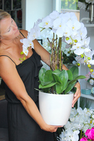 obfity storczyk Verbena w białej donicy, wys.80cm