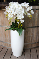 bardzo duży storczyk White Grande w donicy, wys.120cm