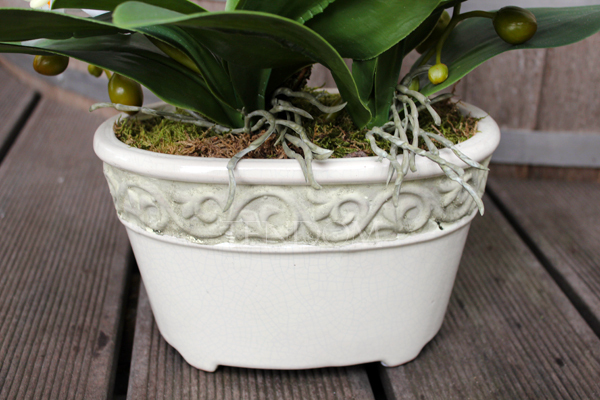 storczyk Renato w rustykalnej donicy w kolorze ecru, wys. ok. 50cm