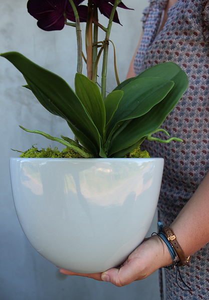 Irys, fioletowy storczyk w szarej donicy, wys.58cm