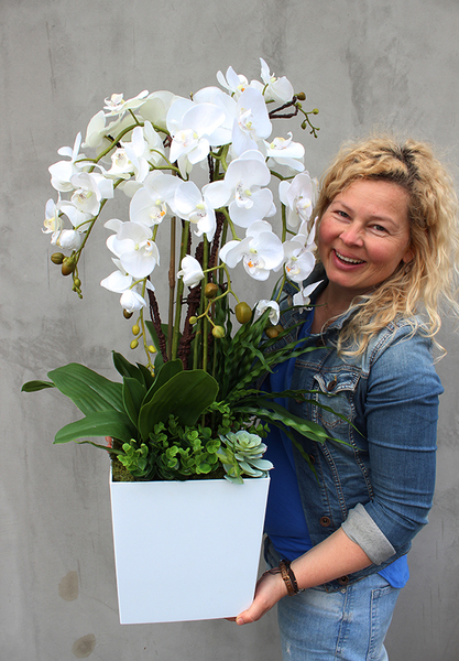 duży storczyk Mediolan Simple Grande w białej donicy z sukulentami, wys.90cm