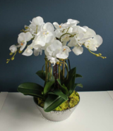 Liwona, storczyk w srebrnej ceramicznej donicy Glamour, wys.50cm