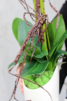 Exclusive Italy duży storczyk w eleganckiej donicy wys.87cm