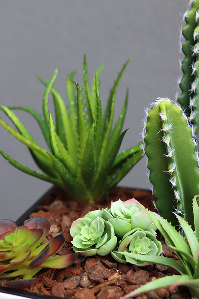 Minora, kompozycja z kaktusem w białej donicy, wys.85cm