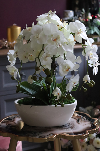 Julina White, storczyk w białej donicy, wys.50cm