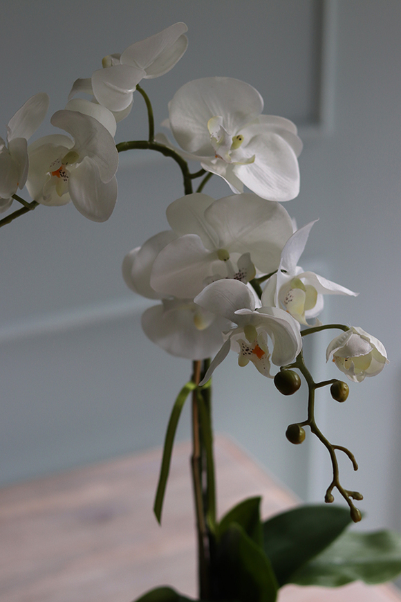 Conrado A, storczyk w stretchu do obsadzenia, wys.65cm 